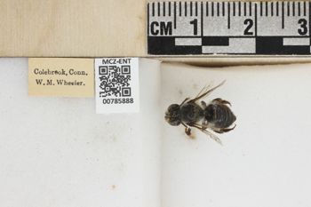 Media type: image;   Entomology 785888 Aspect: labels